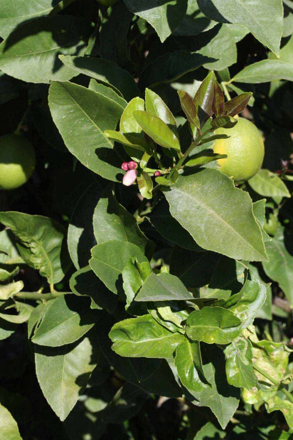              Sun leaves (Riverside, CA)       